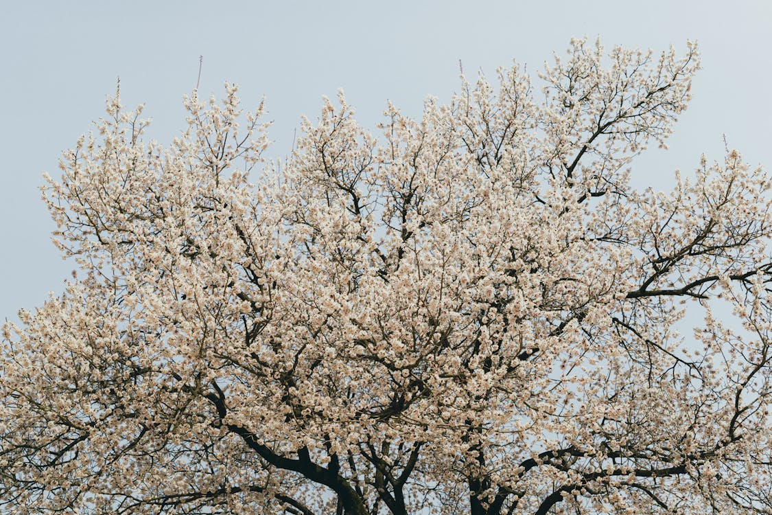 fig tree blossoms