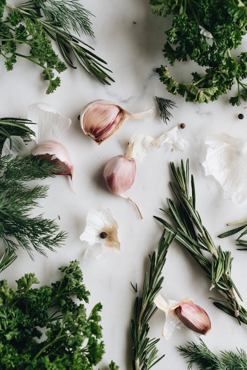 allium sativum garlic