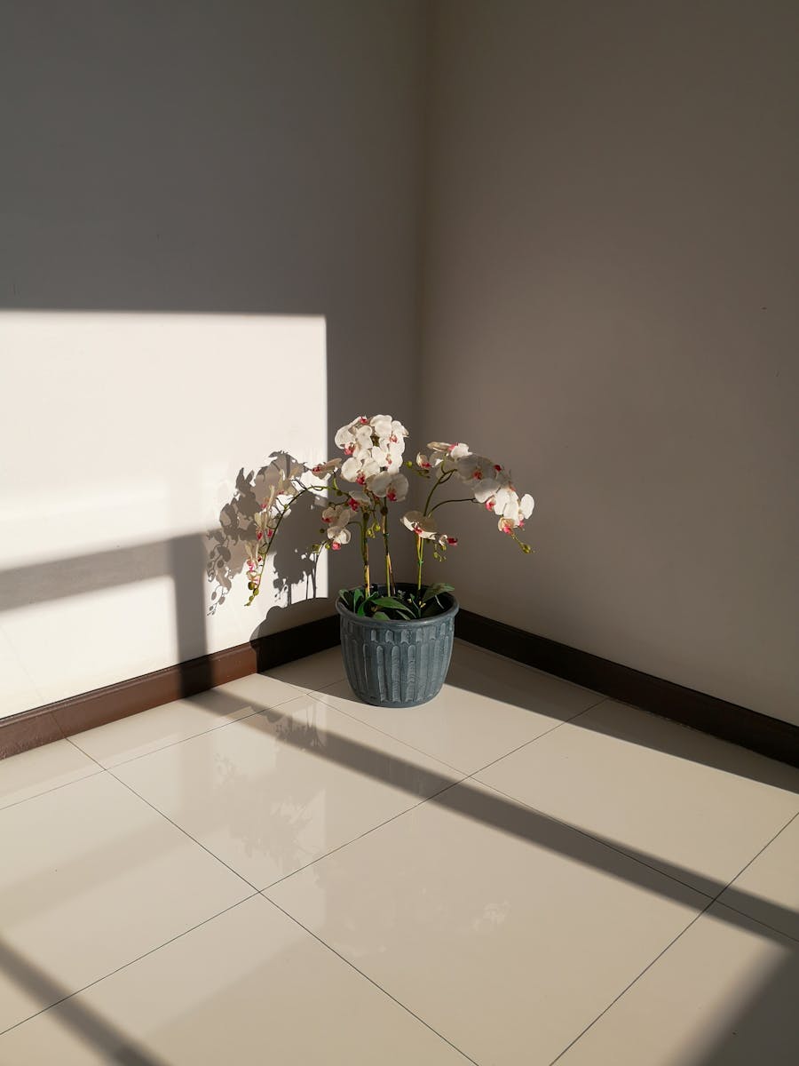 A potted orchid illuminated by sunlight, casting shadows on a tiled floor with white walls.